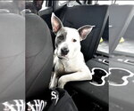 Small Photo #3 Staffordshire Bull Terrier-Unknown Mix Puppy For Sale in Claremore, OK, USA