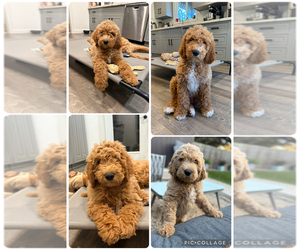 Goldendoodle Puppy for sale in OAKLAND, CA, USA