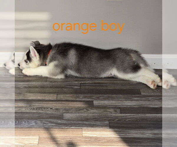 Medium Photo #25 Siberian Husky Puppy For Sale in KING GEORGE, VA, USA
