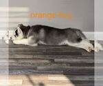 Small Photo #37 Siberian Husky Puppy For Sale in KING GEORGE, VA, USA