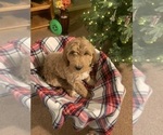 Puppy 6 Irish Doodle-Poodle (Standard) Mix