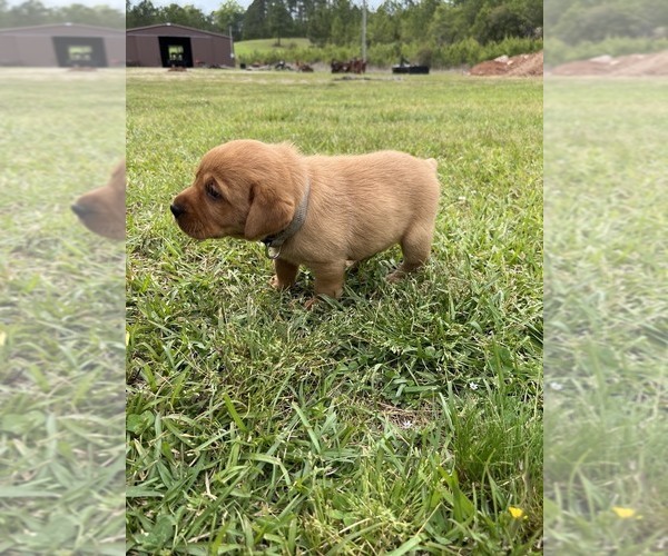 Medium Photo #2 Labrador Retriever Puppy For Sale in PINE HILL, AL, USA