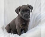 Small Labrador Retriever Mix