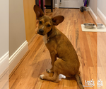 Small Photo #8 Labrador Retriever-Unknown Mix Puppy For Sale in Washington, DC, USA