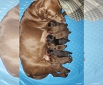 Small Photo #13 Labrador Retriever Puppy For Sale in CLARKSVILLE, TN, USA
