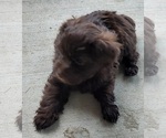 Small Photo #20 YorkiePoo Puppy For Sale in BLUE MOUND, TX, USA