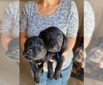 Small Photo #11 Labrador Retriever Puppy For Sale in WAGENER, SC, USA