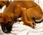Small #1 Boxer