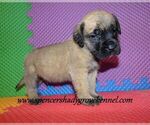Small #5 Mastiff