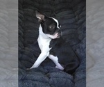 Small #4 Boston Terrier