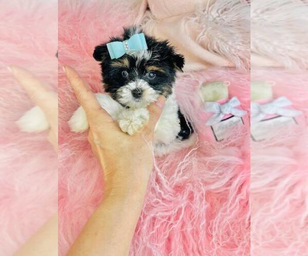 Medium Photo #13 Biewer Terrier Puppy For Sale in TAMPA, FL, USA