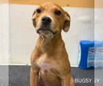 Small #2 American Pit Bull Terrier Mix