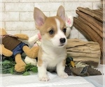 Small Photo #6 Pembroke Welsh Corgi Puppy For Sale in BEVERLY HILLS, CA, USA
