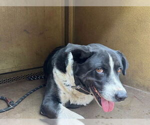 German Shepherd Dog-Unknown Mix Dogs for adoption in Downey, CA, USA