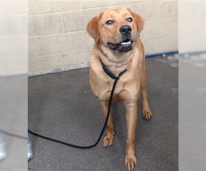Labrador Retriever Dogs for adoption in Downey, CA, USA