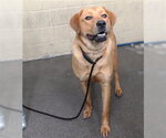 Small Labrador Retriever
