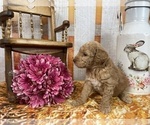 Small Photo #58 Aussiedoodle Puppy For Sale in COMMERCE, MI, USA