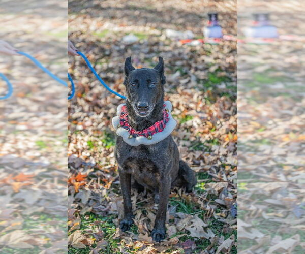 Medium Photo #2 Holland Shepherd Puppy For Sale in Imlay City, MI, USA