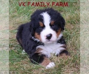 Bernese Mountain Dog Puppy for sale in MARTINSVILLE, IN, USA