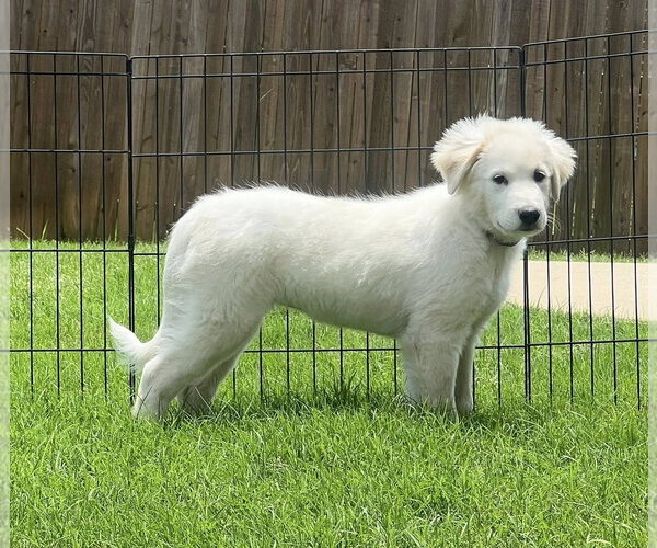 Medium Photo #3 Great Pyrenees Puppy For Sale in Dallas, TX, USA