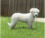 Small #2 Great Pyrenees