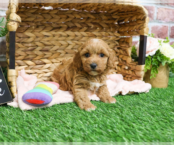 Medium Photo #22 Goldendoodle mix (+ Poodle Miniature) Puppy For Sale in SYRACUSE, IN, USA