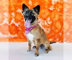 Small #1 German Shepherd Dog Mix