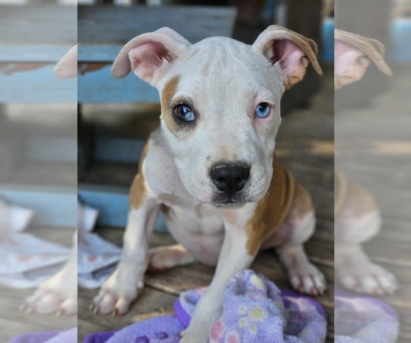 Medium Photo #26 American Pit Bull Terrier-Unknown Mix Puppy For Sale in Wakefield, RI, USA