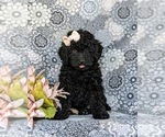 Small #2 Miniature Labradoodle