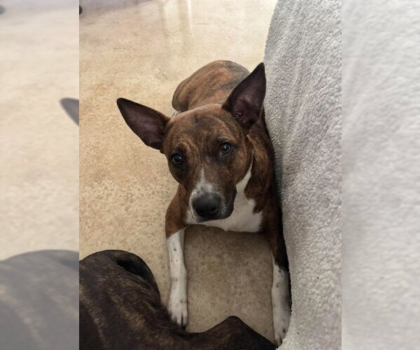 Medium Photo #1 American Staffordshire Terrier-Unknown Mix Puppy For Sale in San Antonio, TX, USA