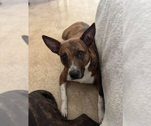 American Staffordshire Terrier-Unknown Mix Dogs for adoption in San Antonio, TX, USA