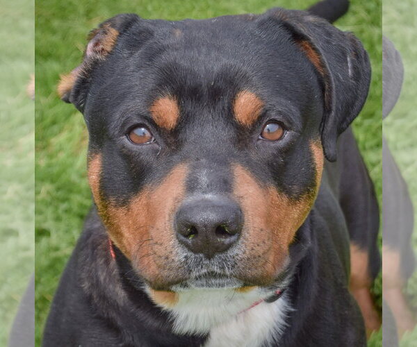 Medium Photo #1 Rottweiler Puppy For Sale in Huntley, IL, USA
