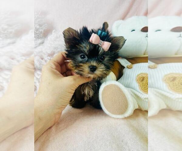 Medium Photo #16 Yorkshire Terrier Puppy For Sale in MIAMI, FL, USA