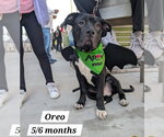 Small #4 American Staffordshire Terrier-Labrador Retriever Mix