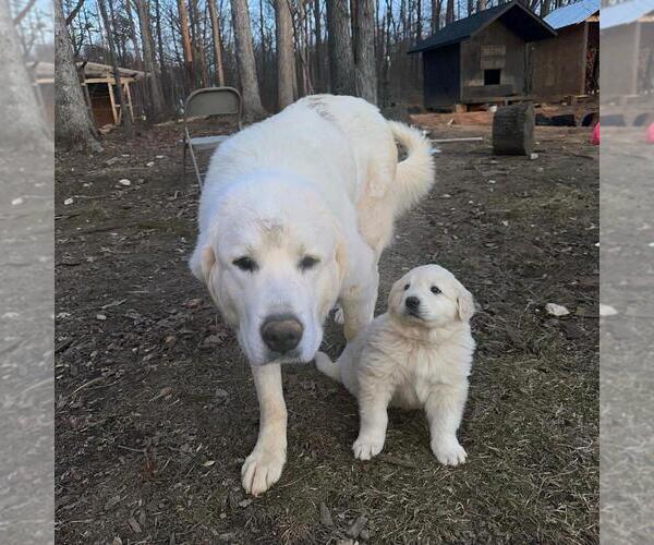 Medium Photo #1 Great Pyrenees Puppy For Sale in WAXHAW, NC, USA