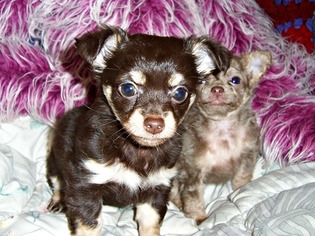 Chihuahua Puppy for sale in ELBERTA, AL, USA