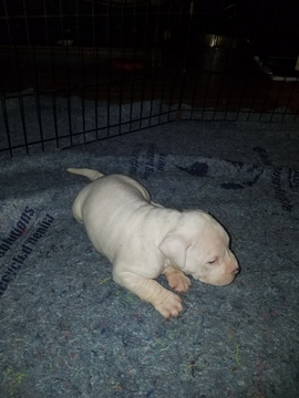 Medium Photo #34 American Pit Bull Terrier Puppy For Sale in GRIFFIN, GA, USA