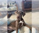 Small #22 Labrador Retriever Mix