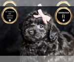 Small #6 YorkiePoo