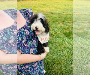 Bernedoodle (Miniature) Puppy for sale in BLUE SPRINGS, MO, USA