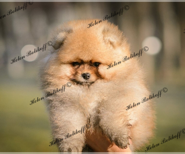 Medium Photo #4 Pomeranian Puppy For Sale in Chisinau, Chisinau Municipality, Moldova