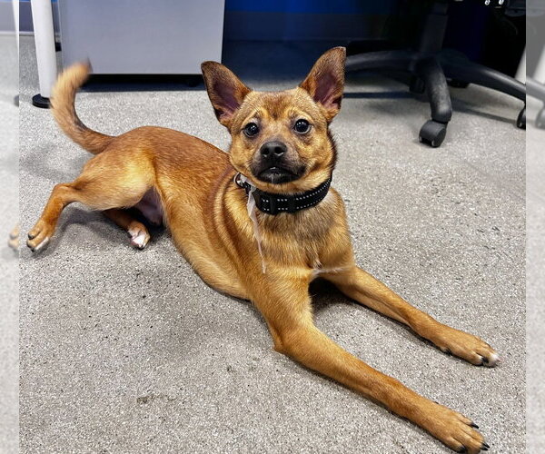 Medium Photo #2 Chihuahua Puppy For Sale in Salinas, CA, USA