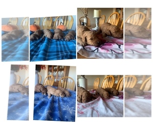 Goldendoodle Puppy for sale in FROSTPROOF, FL, USA