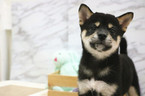 Small Photo #1 Shiba Inu Puppy For Sale in CHICAGO, IL, USA