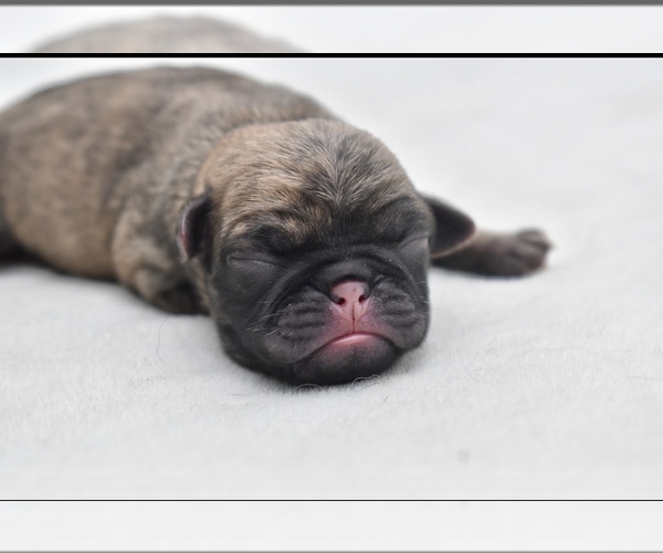 Medium Photo #1 Pug Puppy For Sale in PALM COAST, FL, USA