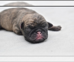 Pug Puppy for sale in PALM COAST, FL, USA