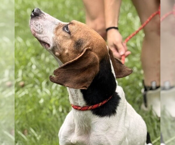 Medium Photo #4 Beagle Puppy For Sale in Yardley, PA, USA
