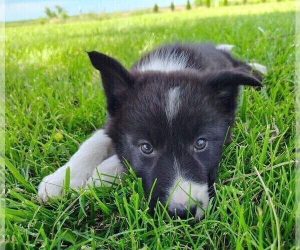Medium Photo #10 Border Collie Puppy For Sale in NORBORNE, MO, USA