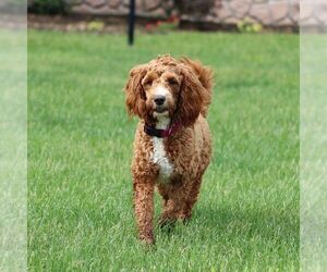 Mother of the Goldendoodle (Miniature) puppies born on 03/27/2025
