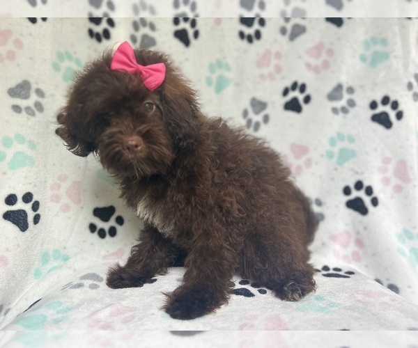 Medium Photo #5 ShihPoo Puppy For Sale in LAKELAND, FL, USA
